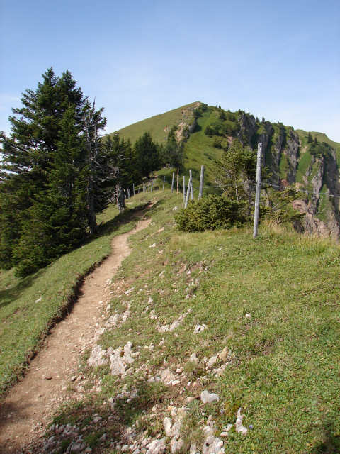 Buralpkopf