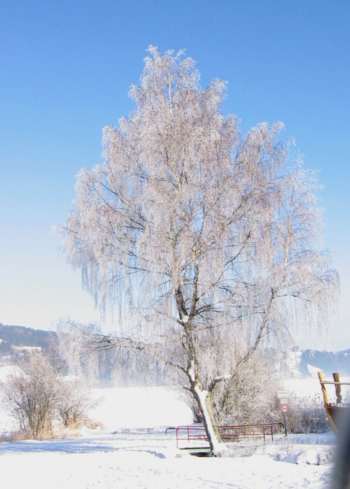 Winter am Alpsee