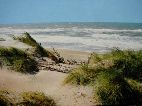In den D&uuml;nen von Klim Strand