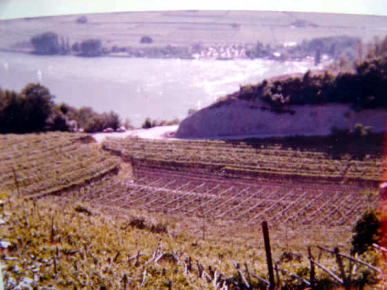 Weinberge